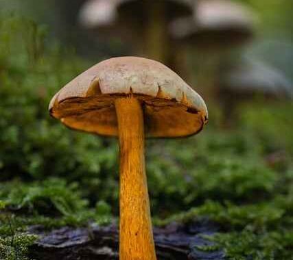 Jak nakładać farbę na nierówny beton – sprawdzone techniki i efekty